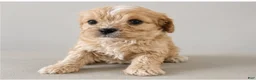 Cavapoo dogs for sale: Cooper - Ad 1