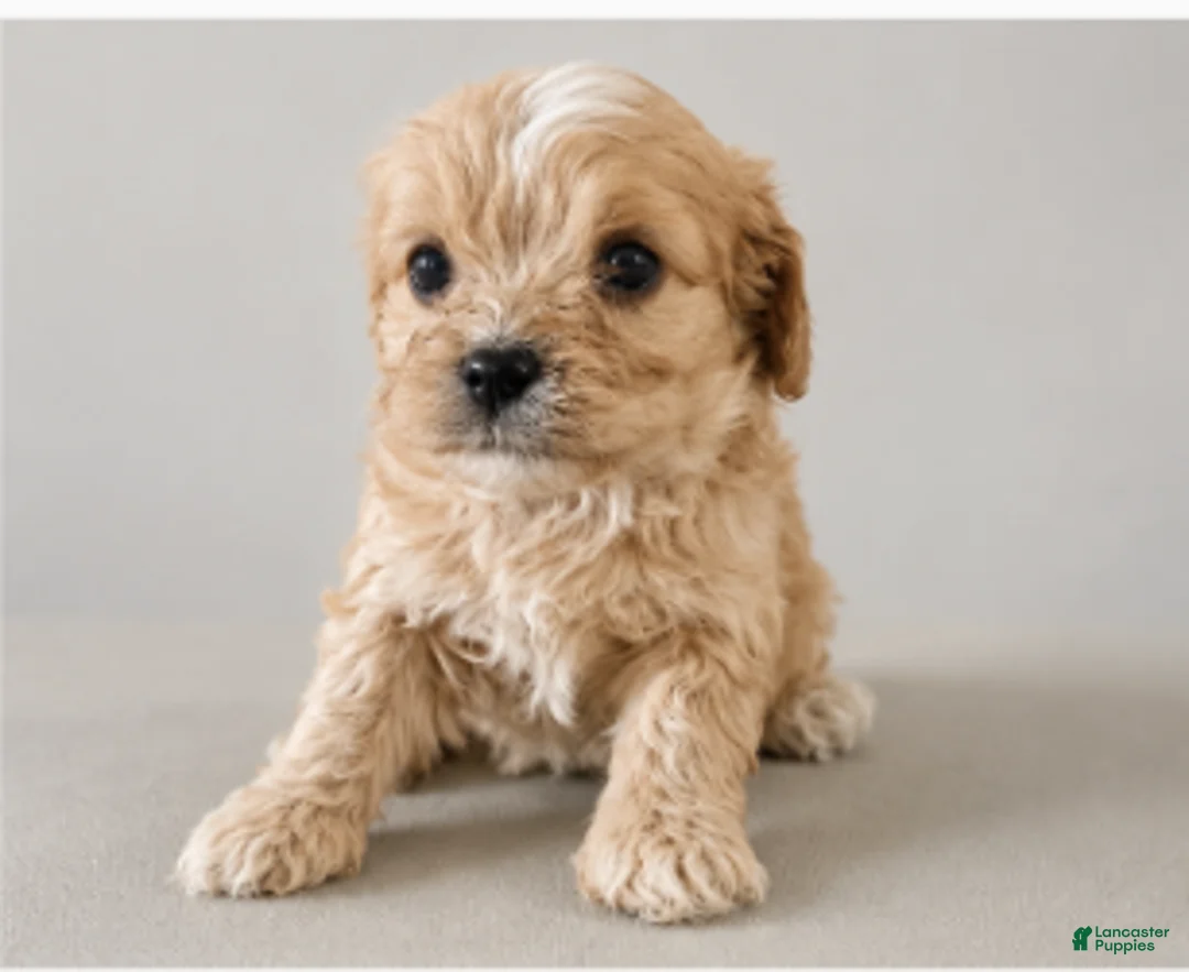 Cavapoo dogs for sale: Cooper - Ad 1