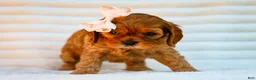 Cavapoo dogs for sale: Ellie Cavapoo Pup - Ad 4