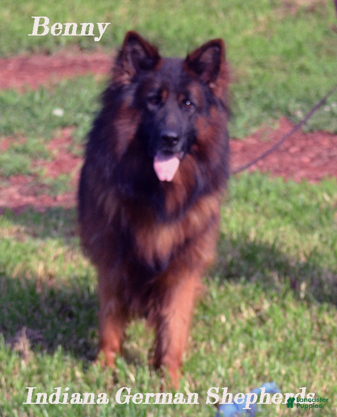 Purple German Shepherd Rare Blue And Isabella German Shepherd