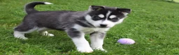 Siberian Husky dogs for sale: Ace - Ad 3