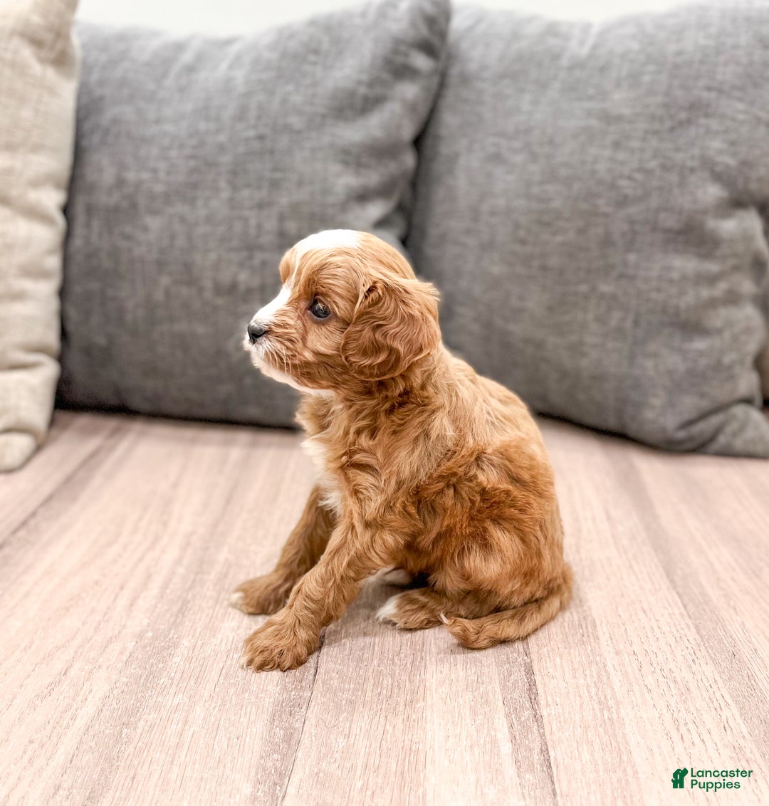 Cavapoo dogs for sale: Vixen - Ad 3