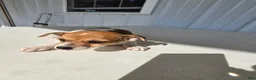 Chihuahua dogs for sale: Spots - Ad 5