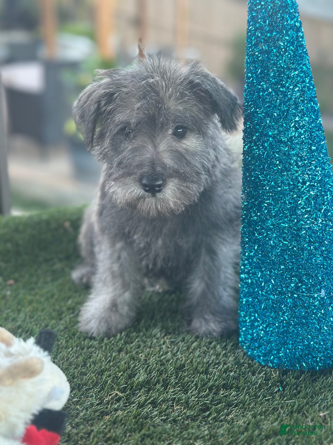 Miniature Schnauzer dogs for sale: Miniature Schnauzer Puppy 1 - Ad 3