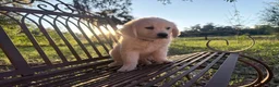 Golden Retriever dogs for sale: Barbie of Avalon - female Golden retriever great Service dog prospect ! - Ad 5