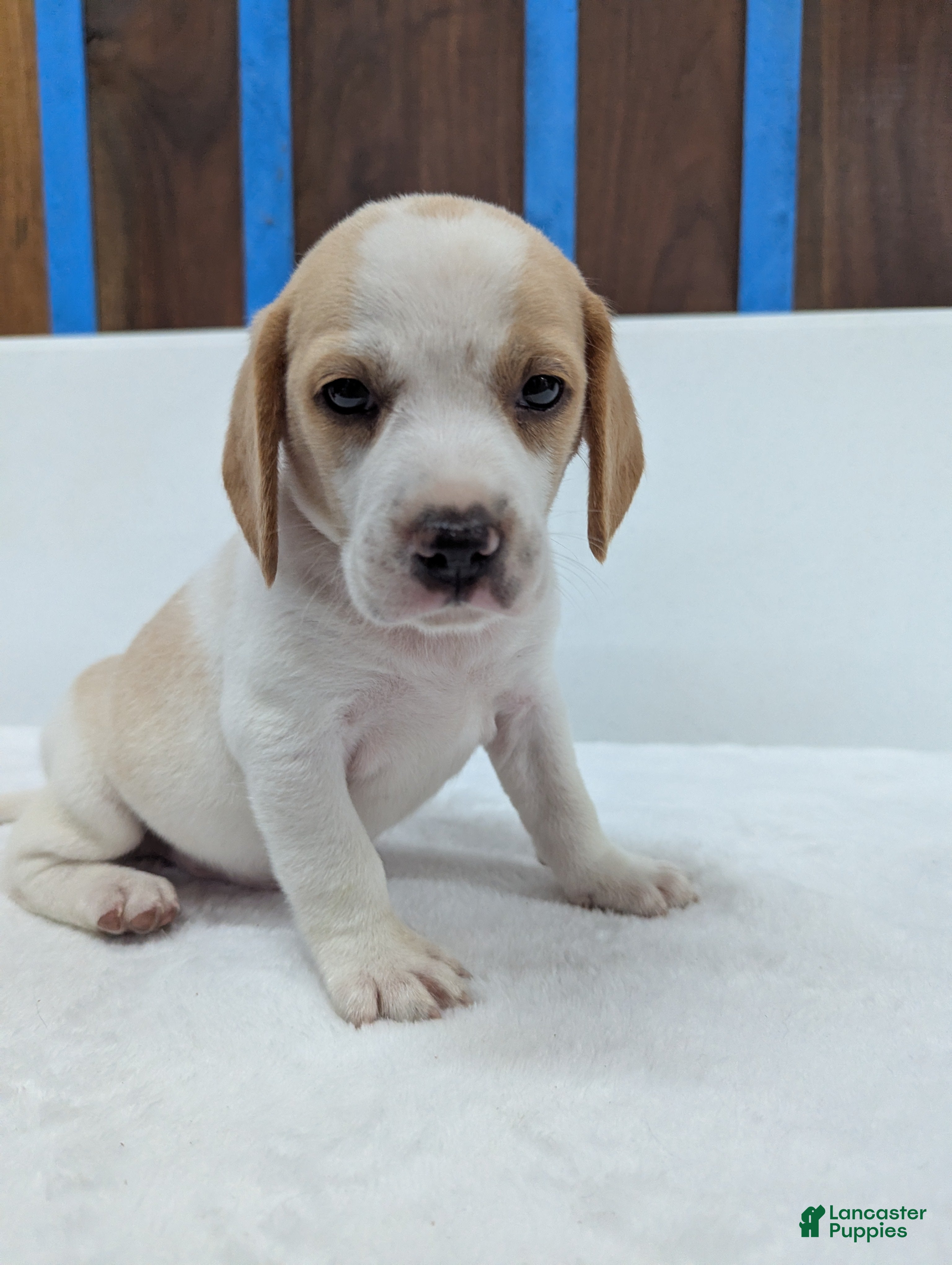 Beagle dogs Rusty  - Ad 16