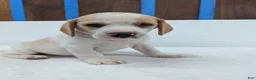 Beagle dogs for sale: Rusty  - Ad 7
