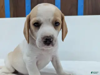 Beagle dogs Rusty - Ad 21