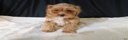 Shihpoo dogs for sale: Shihpoo Puppy 2 - Ad 9