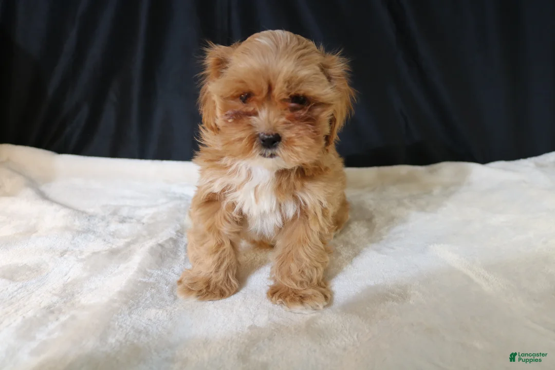 Shihpoo dogs for sale: Shihpoo Puppy 2 - Ad 9