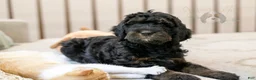 Bernedoodle dogs for sale: Acadia - Ad 30