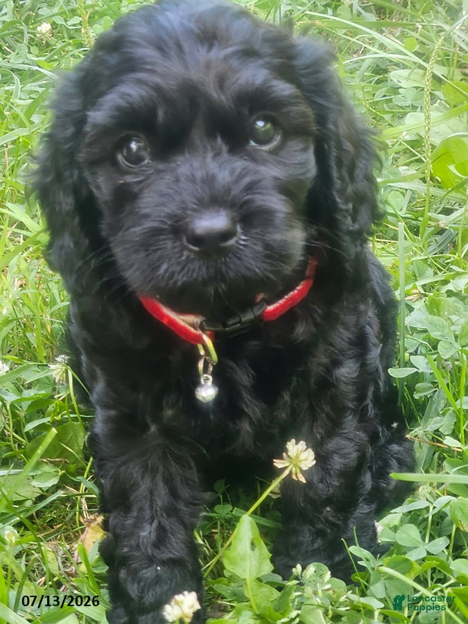 Cavapoo dogs Gracie - Ad 1