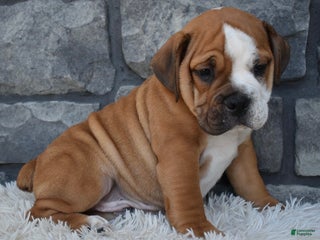 Mixed Breed dogs - Ad 21