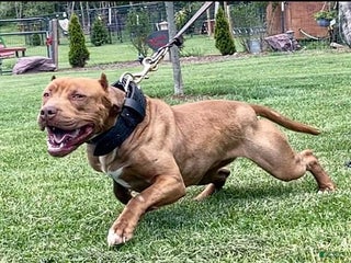 American Pit Bull Terrier dogs - Ad 11