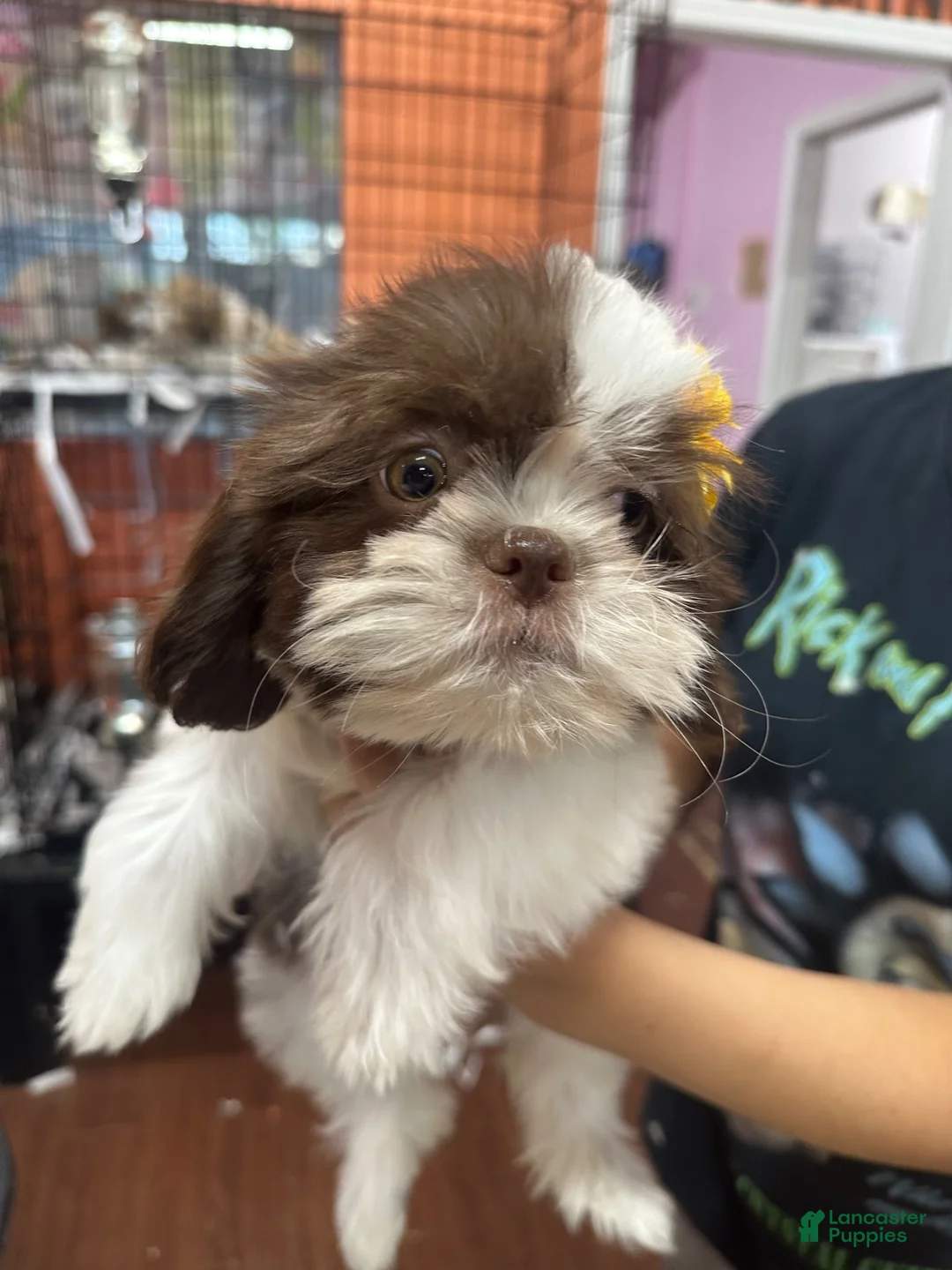 Shih Tzu dogs for sale: Whiskey  - Ad 2