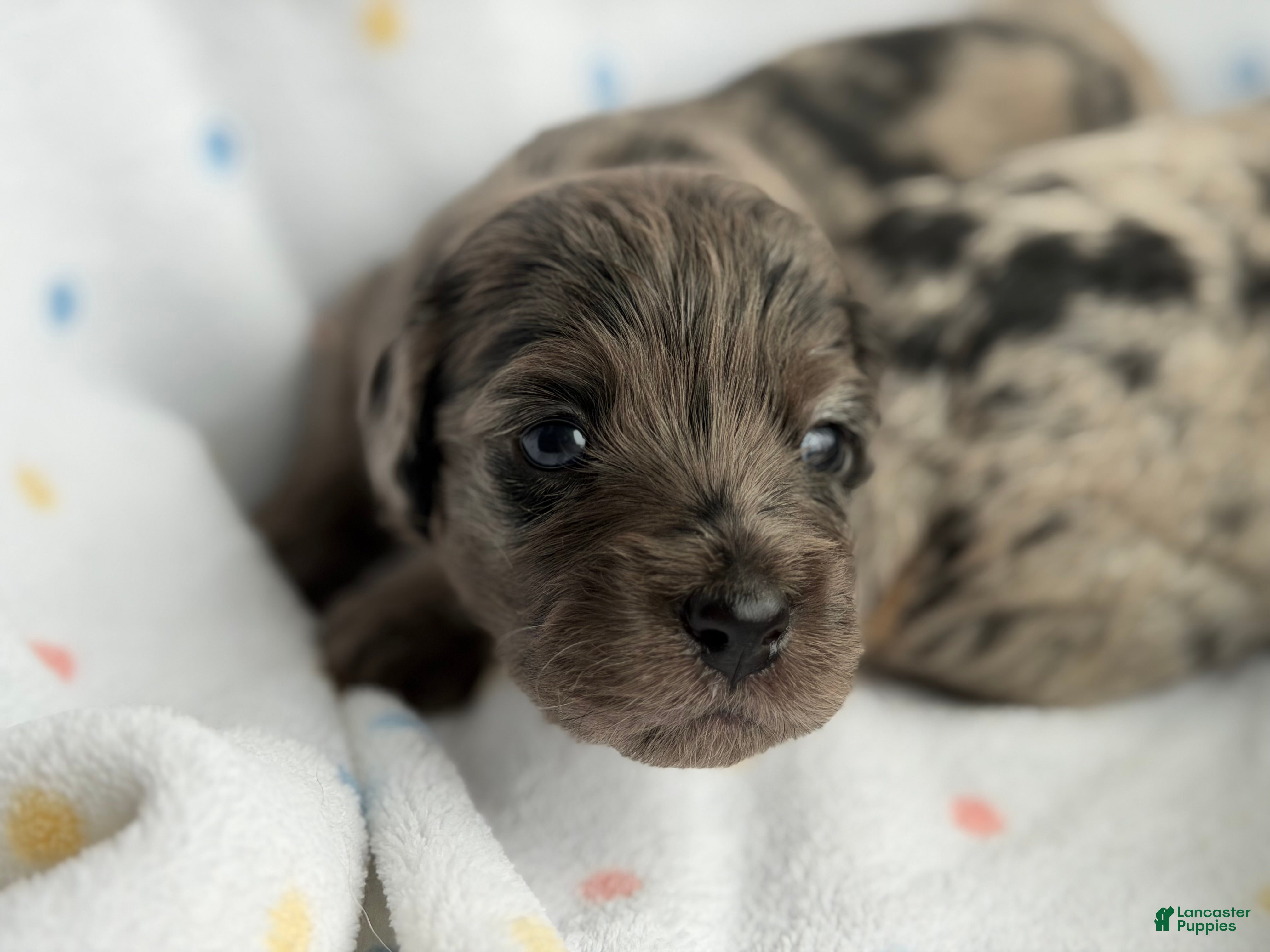 Mini Goldendoodle dogs Blue male, Goldendoodle 3 - Ad 30