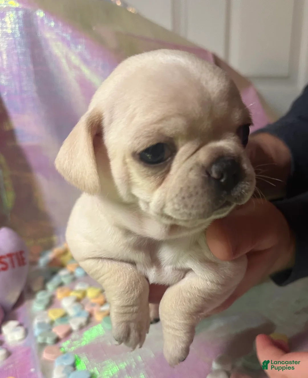 Pug dogs for sale: Sugar - Ad 4