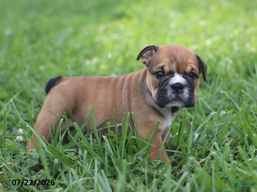 English Bulldog dogs Charlie - Ad 1