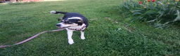 Mixed Breed dogs for sale: Tova - Ad 3