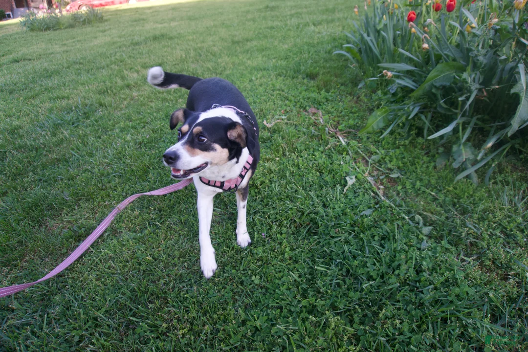 Mixed Breed dogs for sale: Amy - Ad 2