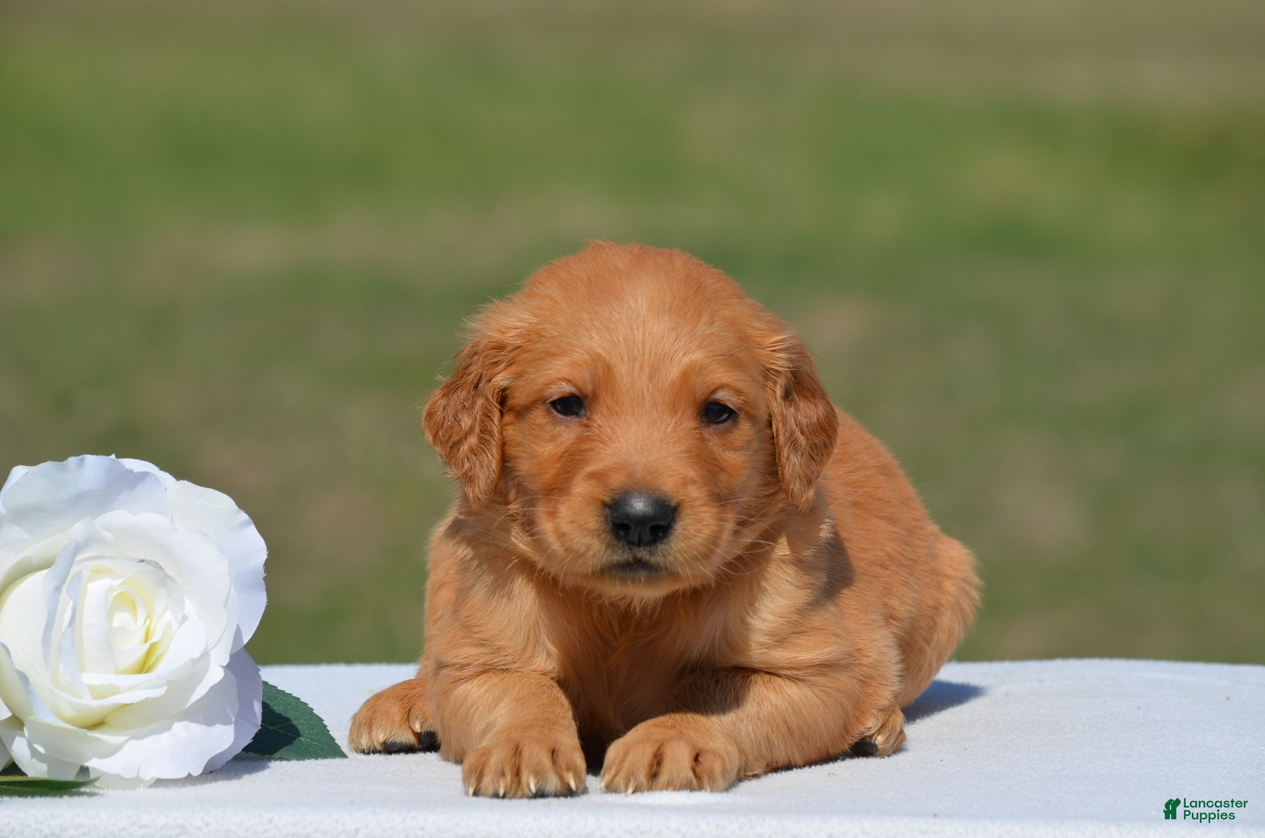 Golden Retriever dogs for sale: Sierra - Ad 1