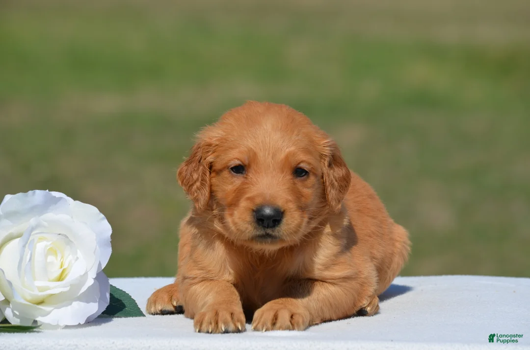 Golden Retriever dogs for sale: Sierra - Ad 1