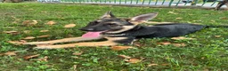 German Shepherd dogs for sale:  brownie  - Ad 1