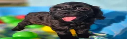 Cockapoo dogs for sale: Tinkerbell - Ad 2