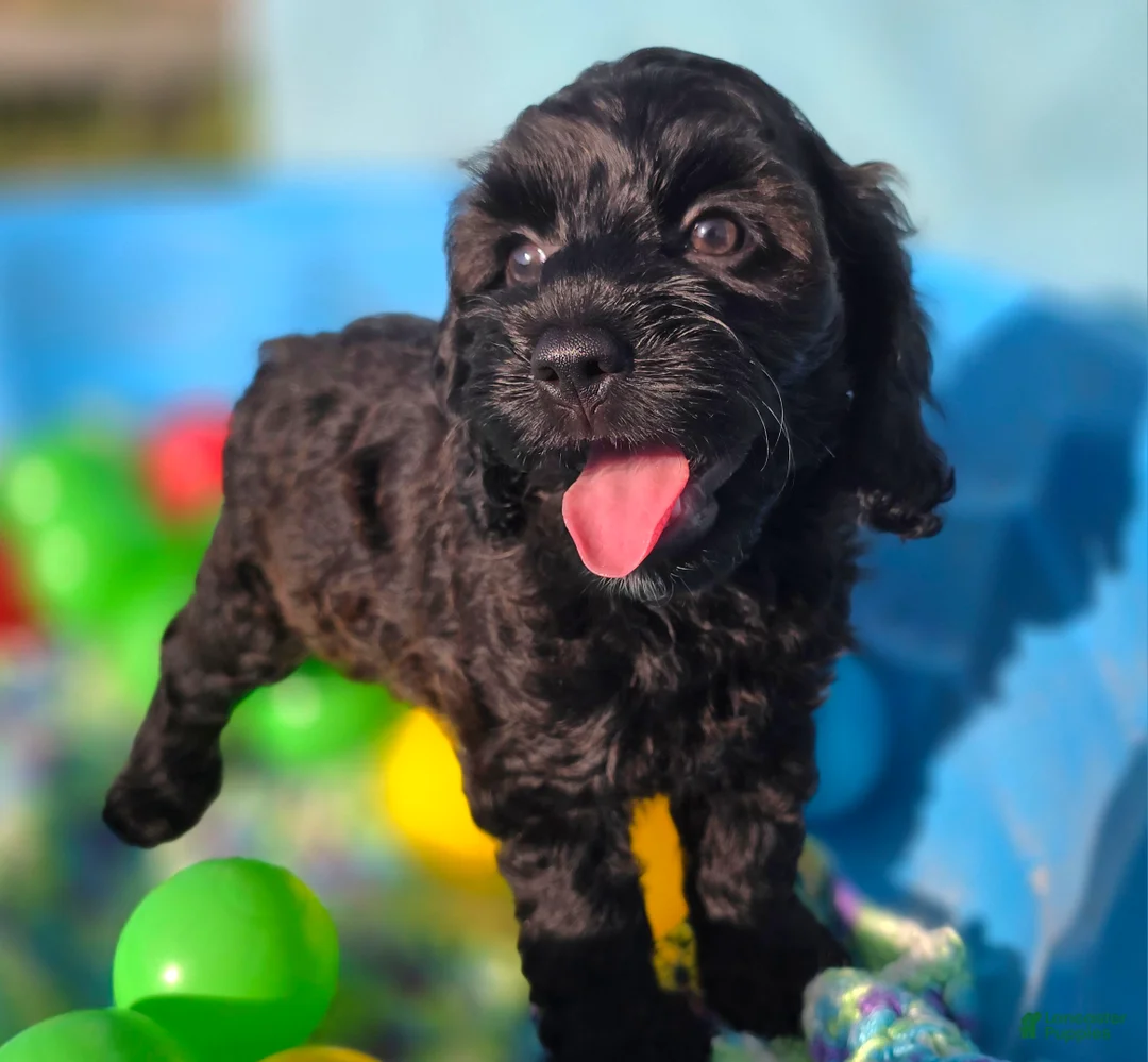 Cockapoo dogs for sale: Tinkerbell - Ad 2