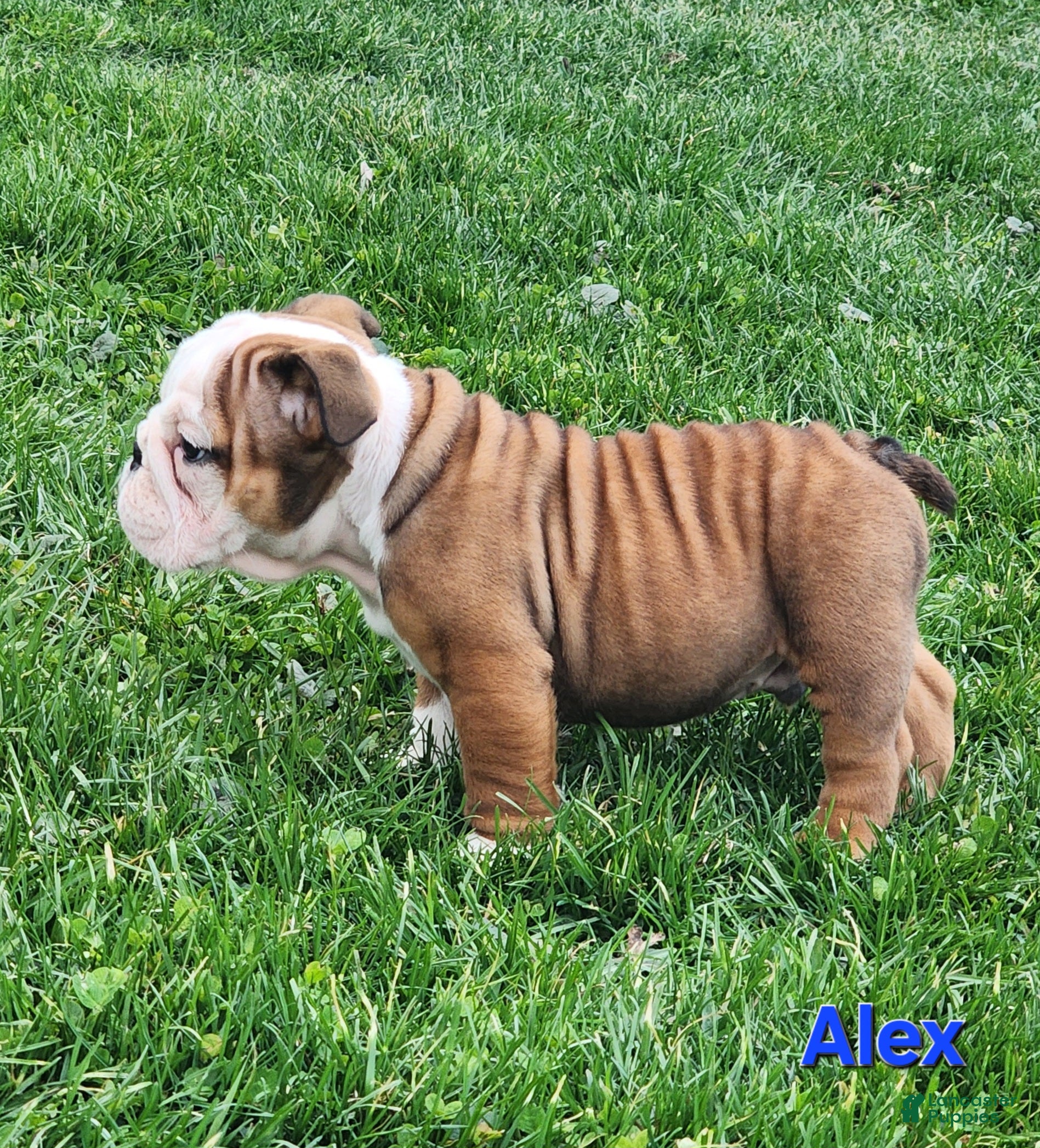 English Bulldog dogs AKC Alex  - Ad 2