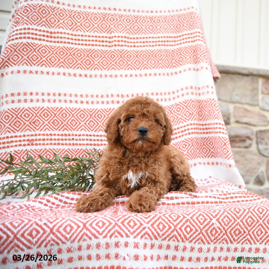 Cockapoo dogs Penny - Ad 2