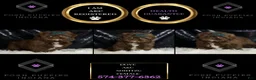 Shih Tzu dogs for sale: Dove - Ad 6