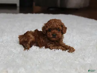 Toy Poodle dogs Teacup Ava - Ad 14