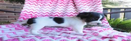 Jack Russell Terrier dogs for sale: Eeenie - Ad 4