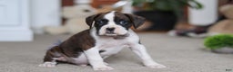Boxer dogs for sale: Bruce - Ad 4
