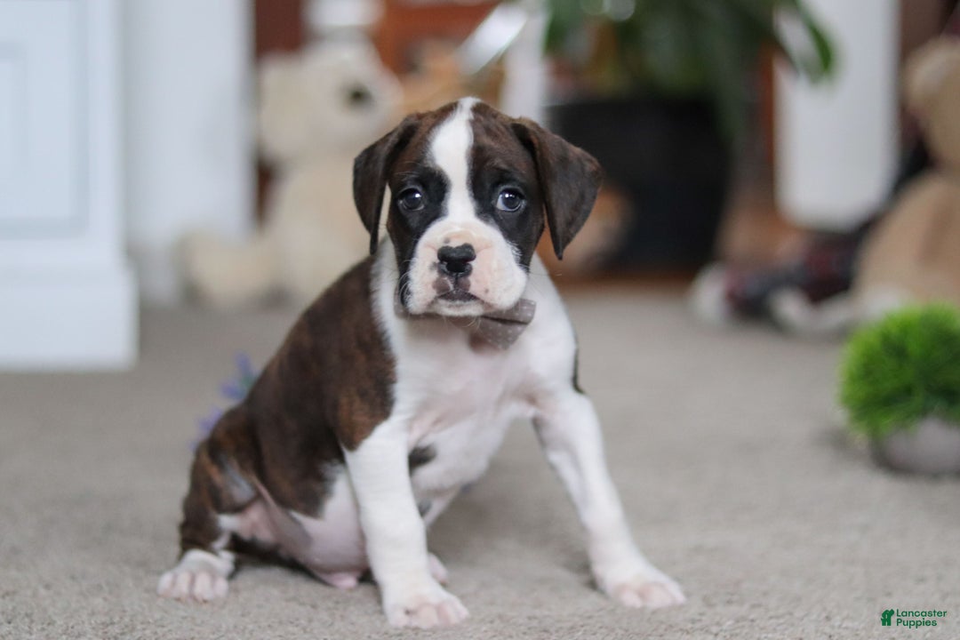 Boxer dogs for sale: Bruce - Ad 4