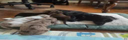 Dachshund dogs for sale: Dark Chocolate - Ad 28
