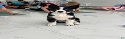Siberian Husky dogs for sale: Skye - Ad 3