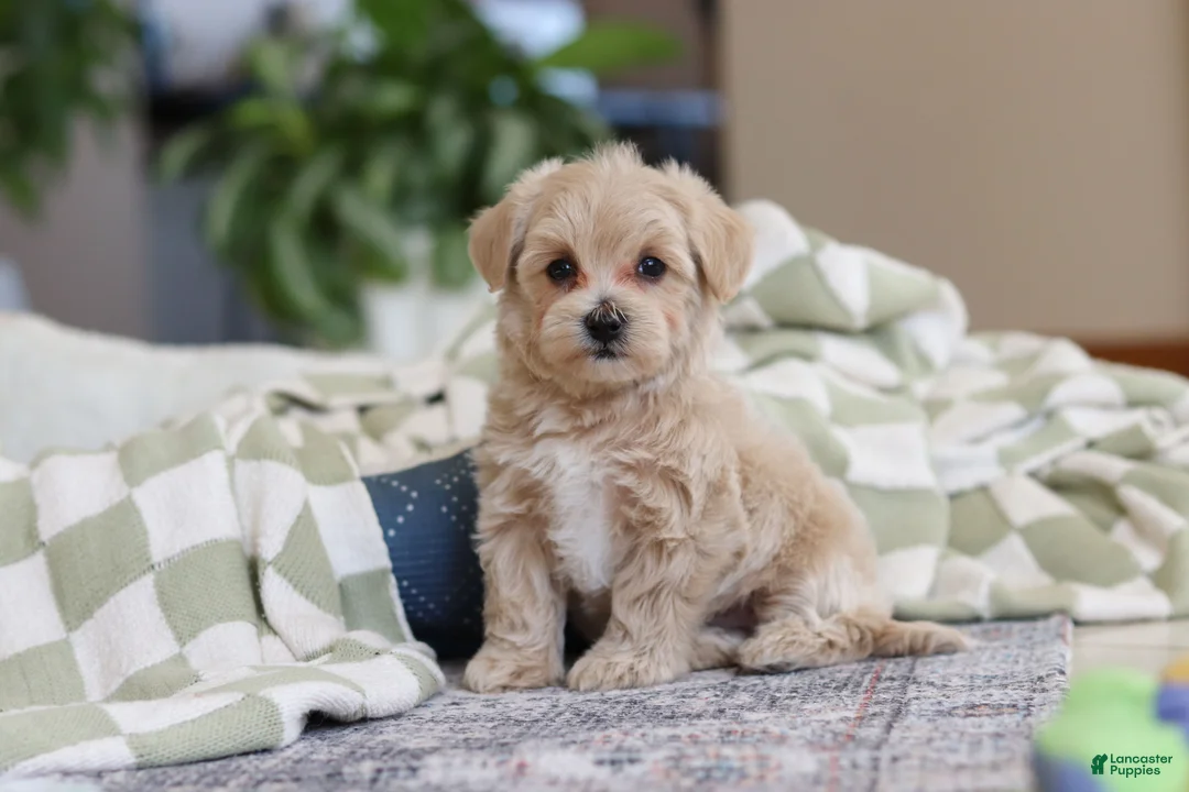 Maltipoo dogs for sale: Daisy - Ad 7