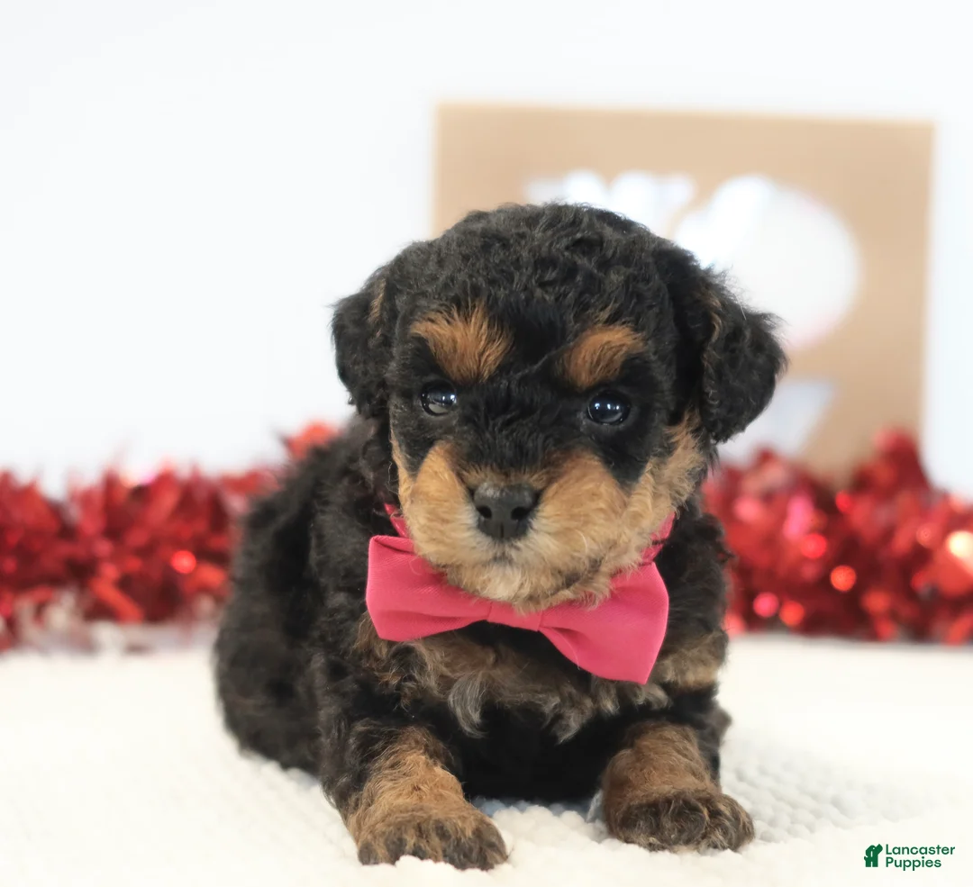 Toy Poodle dogs for sale: Rosie - Ad 4