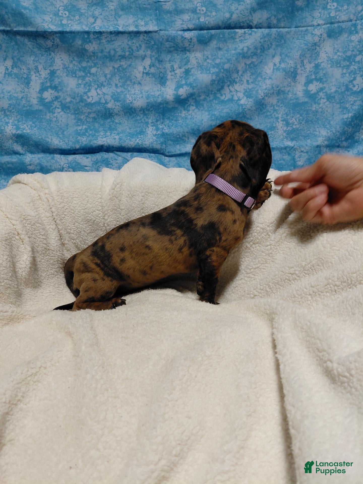 Miniature Dachshund dogs Miniature Dachshund 3 - Ad 2
