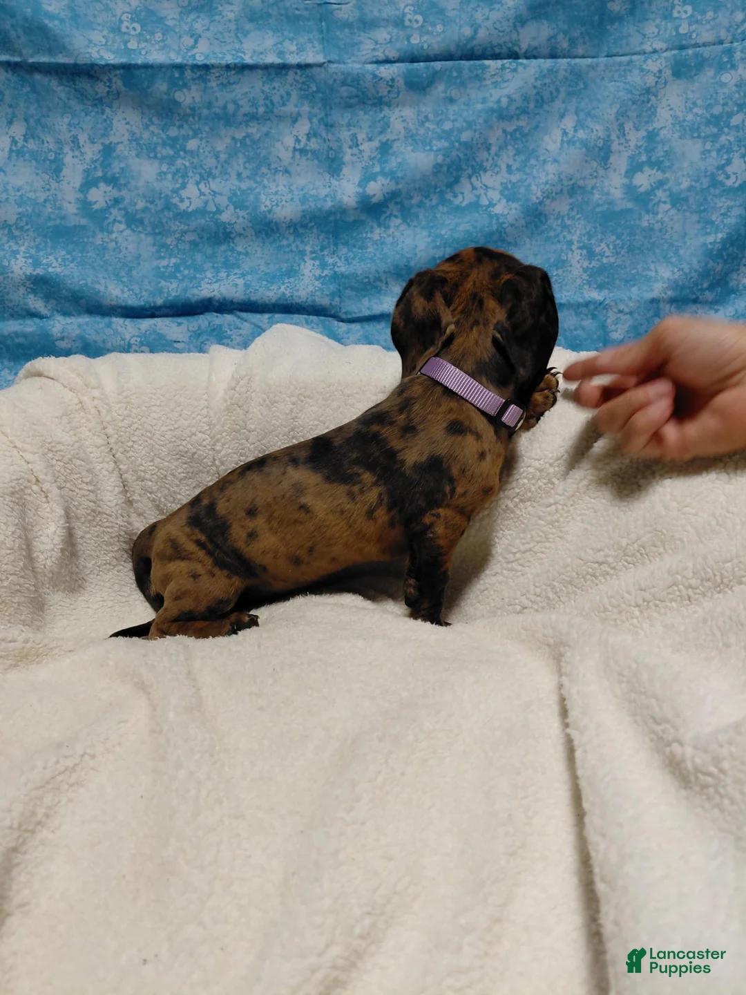 Miniature Dachshund dogs for sale: Miniature Dachshund 3 - Ad 2