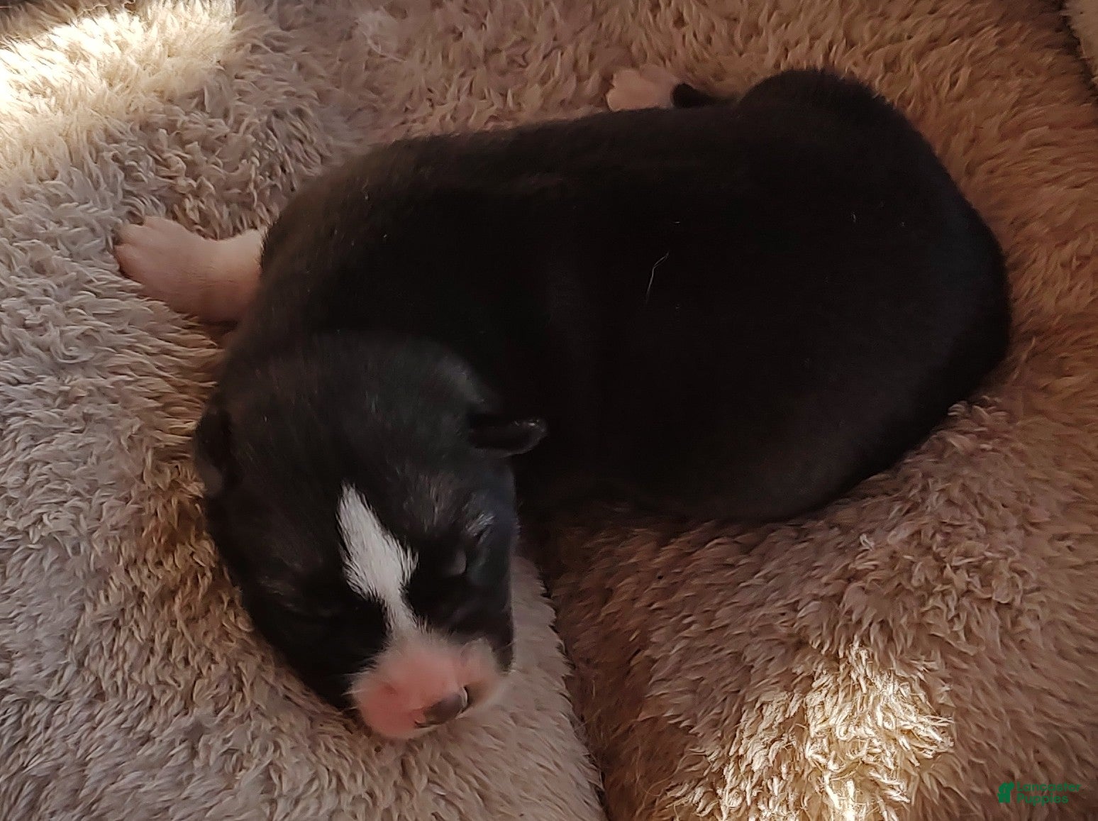 Siberian Husky dogs Siberian Husky Puppy 2 - Ad 18