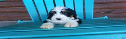 Mini Bernedoodle dogs for sale: Benji - Ad 7