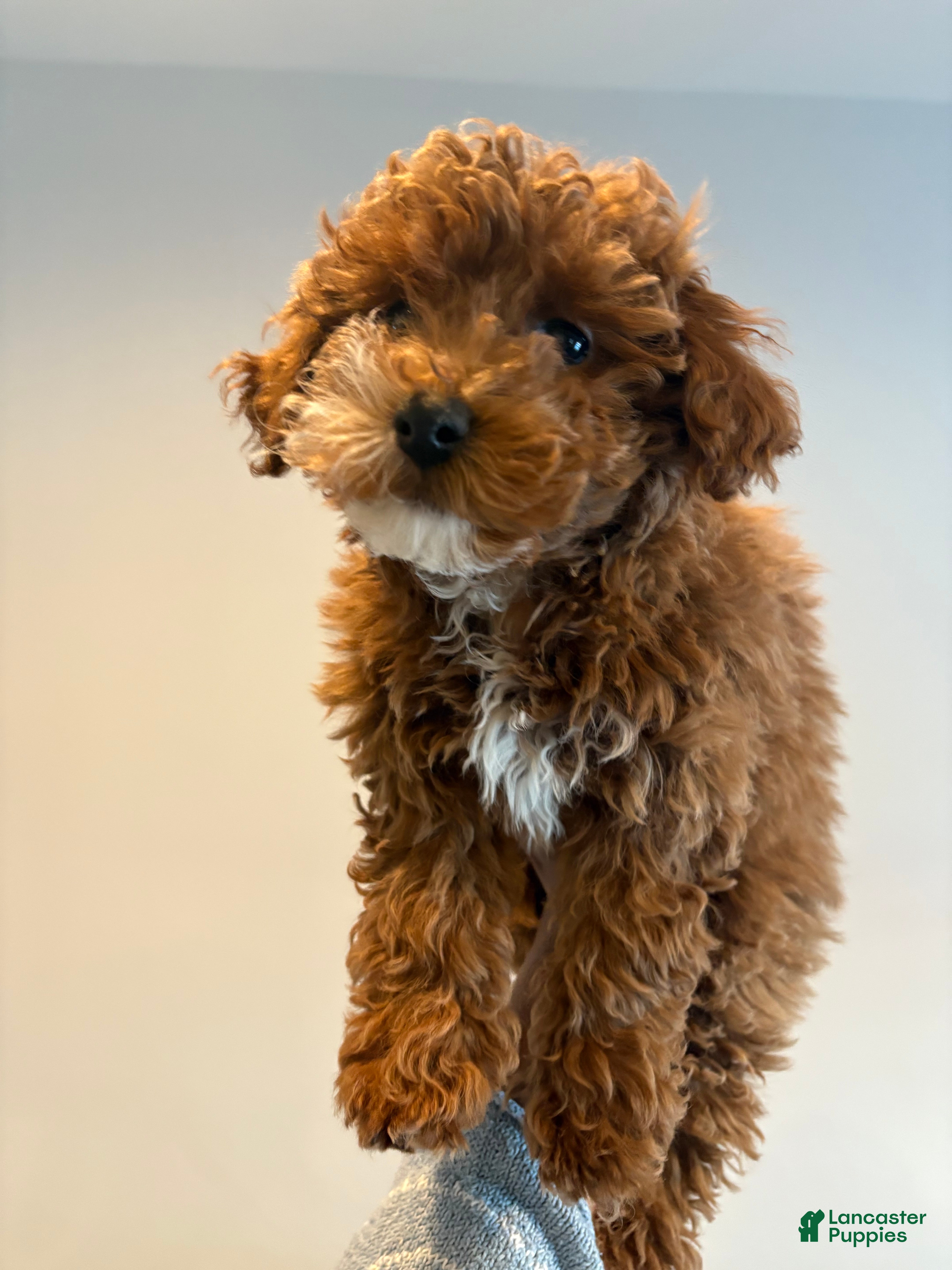 Mixed Breed dogs BLUSH - Ad 25