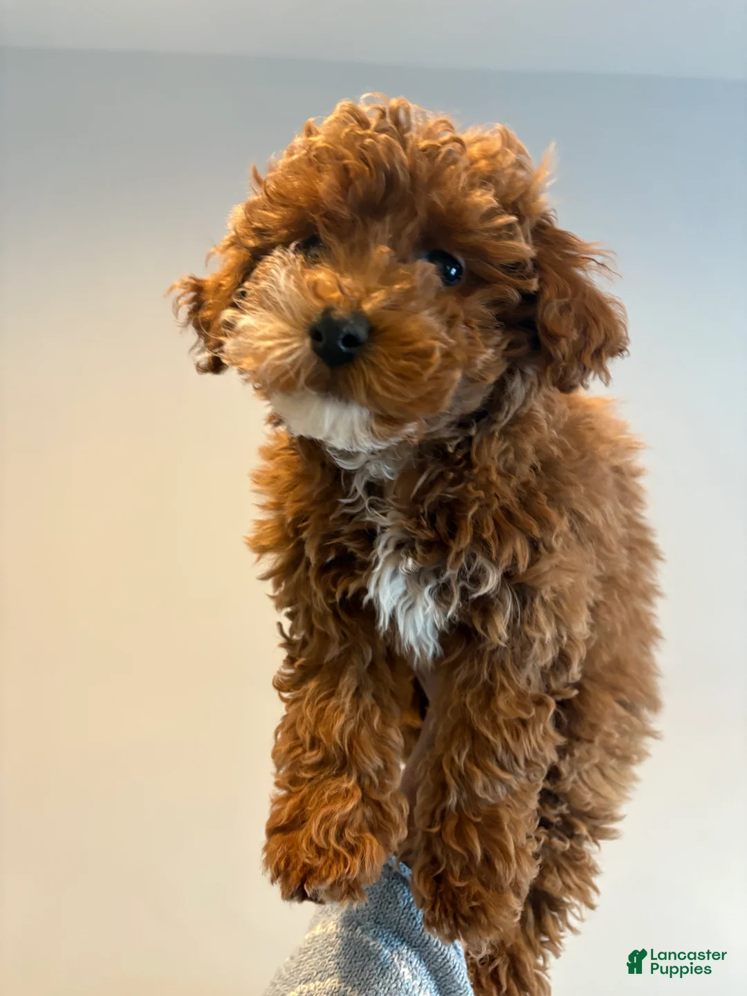 Mixed Breed dogs for sale: BLUSH - Ad 1