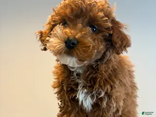 Mixed Breed dogs BLUSH - Ad 30