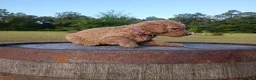 Goldendoodle dogs for sale: Purple  - Ad 5