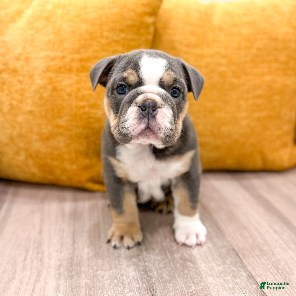 English Bulldog dogs for sale: Margaret - Ad 1