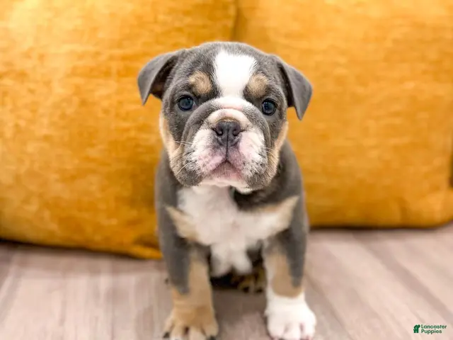 English Bulldog dogs for sale: Margaret - Ad 1